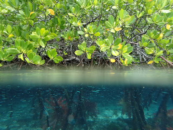 Blue Water Mangroves 0886.JPG