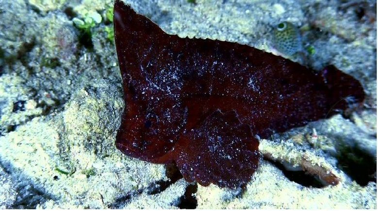 leafscorpionfish.JPG